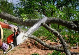 Woodinville, WA  Tree Services Company