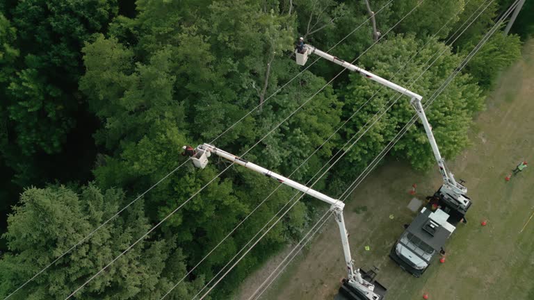 Best Palm Tree Trimming  in Woodinville, WA